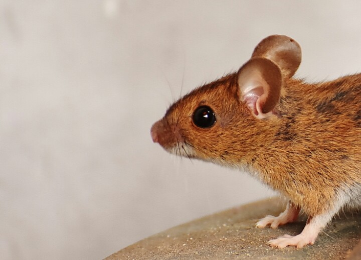 rats and lasser fever, how to kill rats , how to prevent lassa fever, Borno and lassa fever , rat fliuds