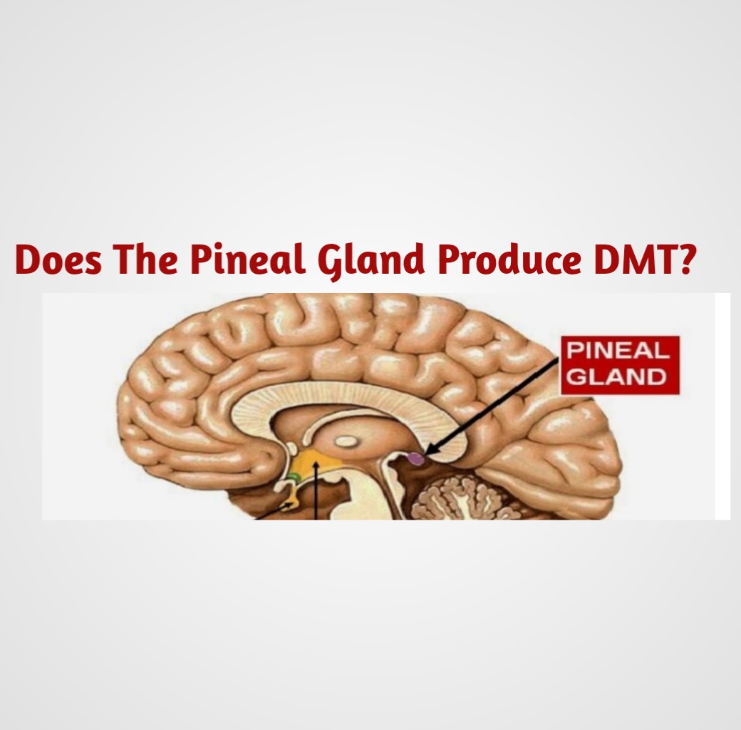 Pineal Gland and DMT the Spirit Molecule - Public Health
