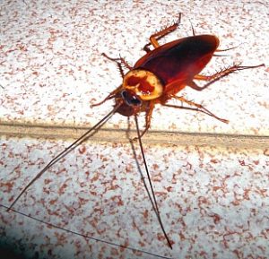 Cockroach Health Hazards Dangers