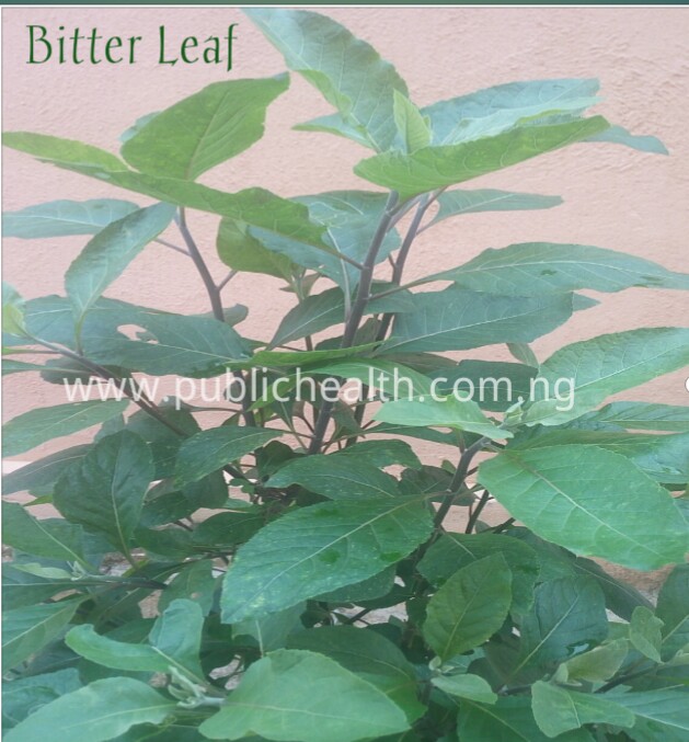 benefits of bitter leave, wonders of bitter leaf , natural remedies , bitter leaves and diabetes