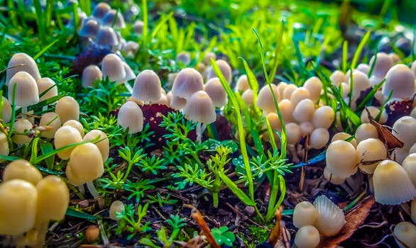 mushrooms, fungus and health 