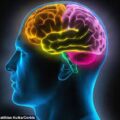 Facts About Your Brain You Should Know