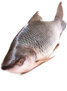 rohu fish