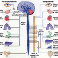autonomic nervous system function