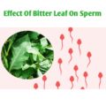 Effect Of Bitter Leaf On Sperm Quality And Quantity