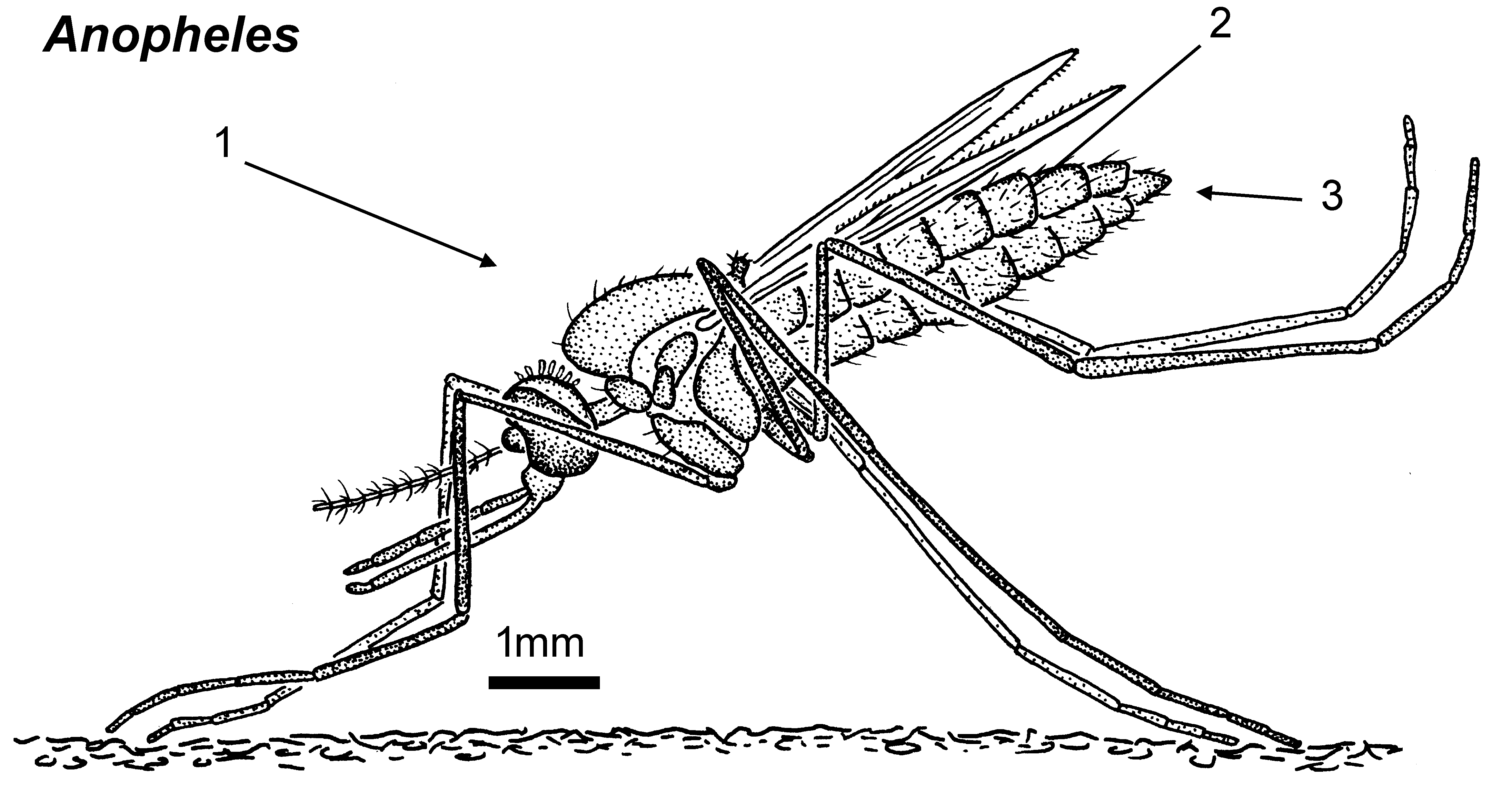  Anopheles mosquito