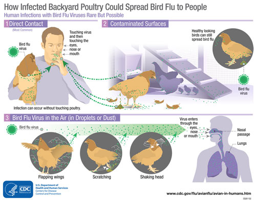 Avian influenza (Bird Flu) in Nigeria