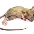 Fastest Ways To Kill Rats In Nigeria