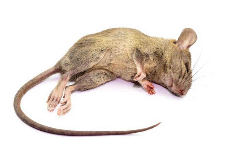 Fastest Ways to Kill Rats In Nigeria Public Health