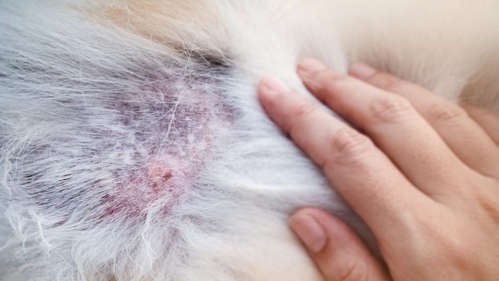Bed bug bites on pets
