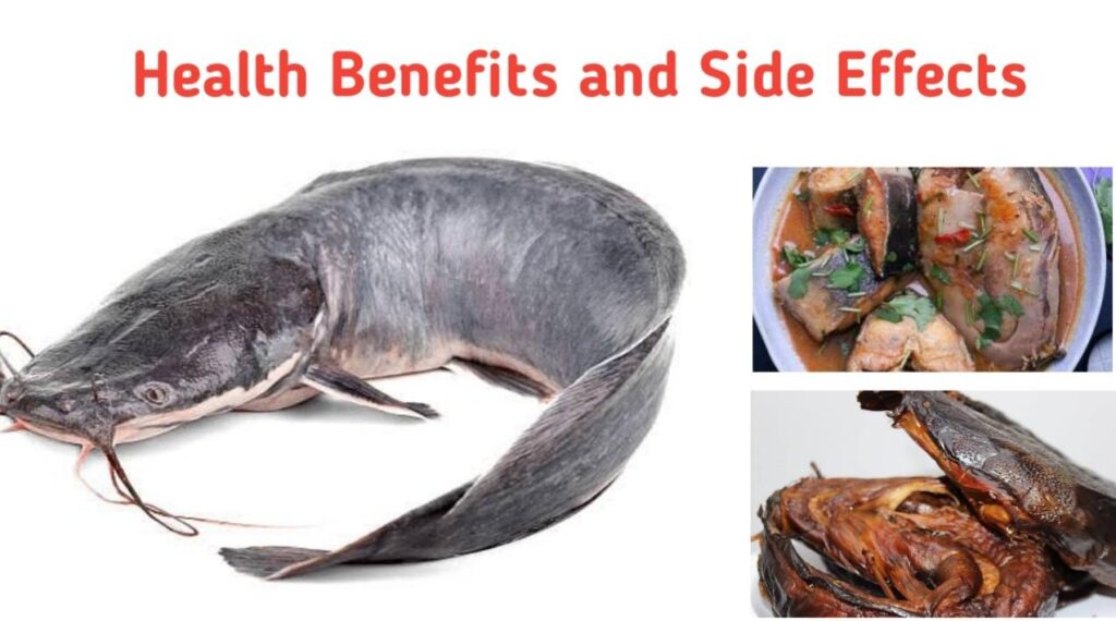 Health Benefits and Side Effects of Catfish Public Health