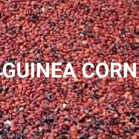 Health Benefits and Side Effects of Guinea corn