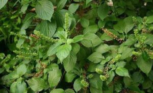 Health Benefits and side effects of Scent leaf