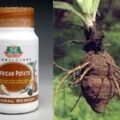 African Wild Potatoes Cure Cancer