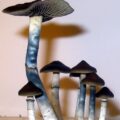 Blue Meanies Mushroom Panaeolus cyanescens