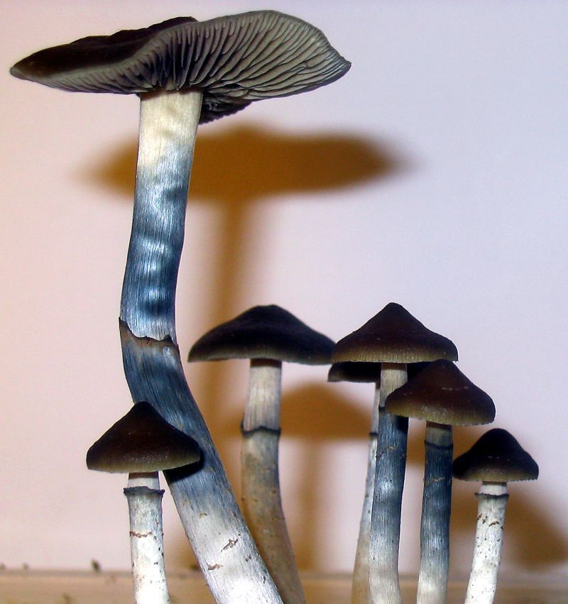Blue Meanies Mushroom Panaeolus cyanescens