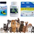 Can You Use Fish Antibiotics On Dogs