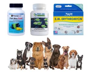 Can You Use Fish Antibiotics On Dogs