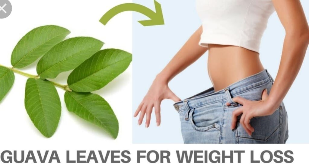 How To Use Guava Leaves For Flat Tummy Public Health