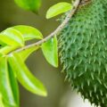 15 Health Benefits Of Soursop Leaves