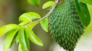 15 Health Benefits Of Soursop Leaves