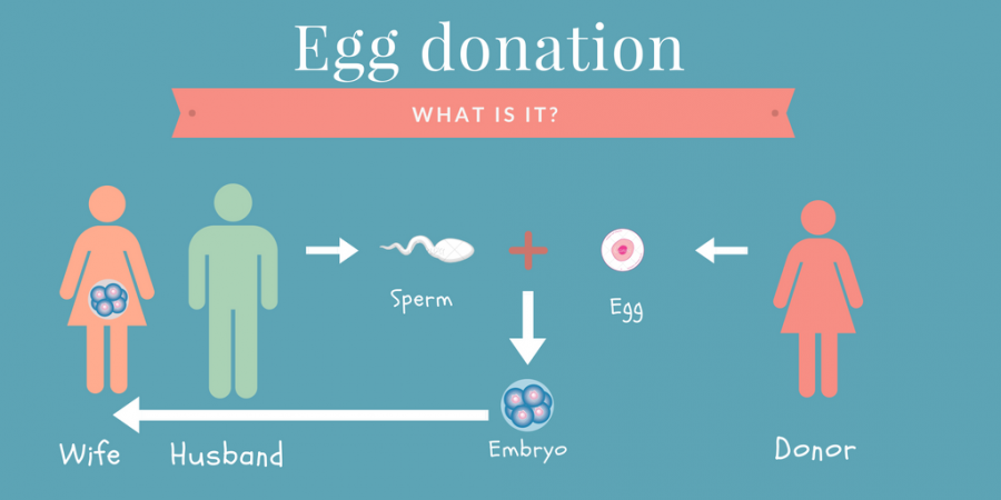 How to Become An Egg Donor In Nigeria