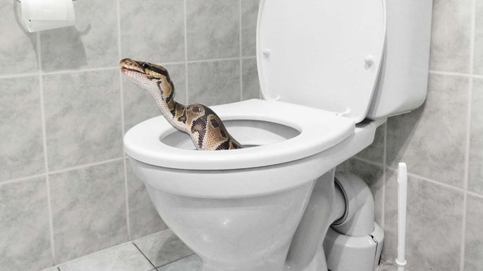 How to Make Your House Unattractive To Snakes
