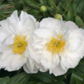 White Peony Breast Growth