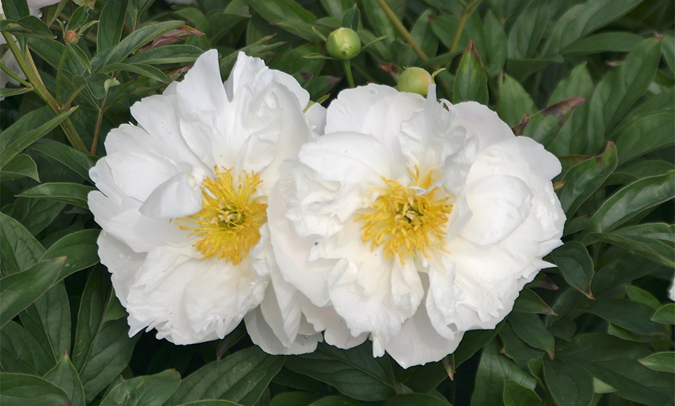 White Peony Breast Growth
