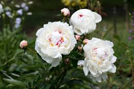 How to Use White Peony For Breast Growth