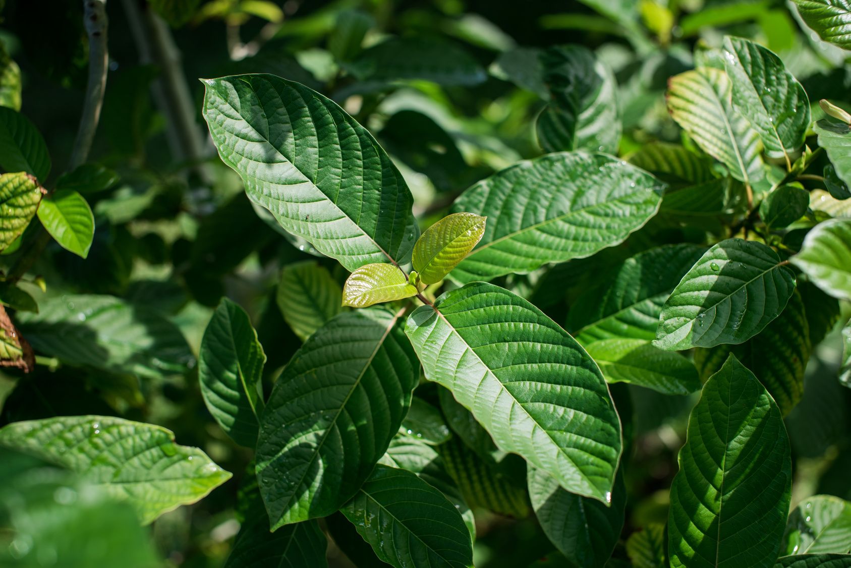 type of kratom leaf