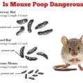 Is Mouse Poop Dangerous