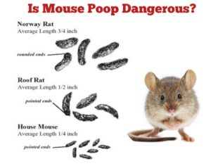 Is Mouse Poop Dangerous