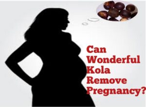 can wonderful kola abort pregnancy
