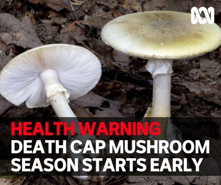 Death Cap Mushrooms Effects, Uses, Health Risks, Addiction Public Health