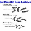 What Does Rat Poop Look Like