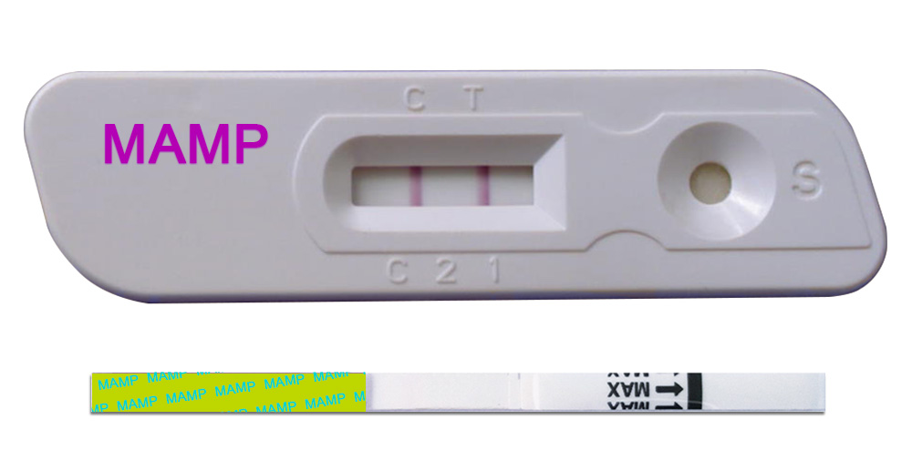 What Does M AMP Stand For On A Drug Test?