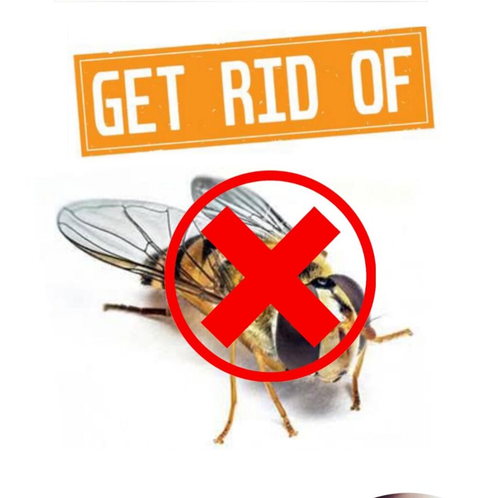 How To Get Rid Of Hoverflies Public Health