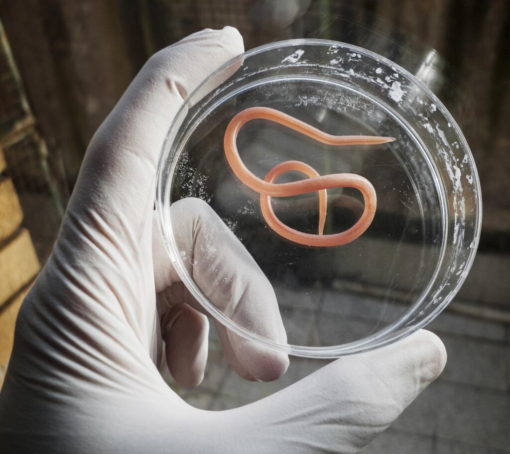 Roundworms Are What Type Of Biohazard? Public Health