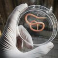 Roundworms Are What Type Of Biohazard?