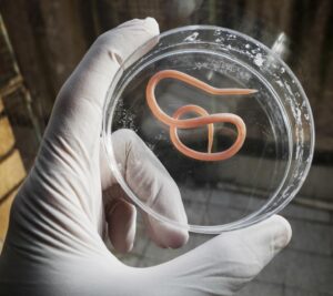 Roundworms Are What Type Of Biohazard?