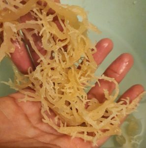 Does Sea Moss Make You Poop