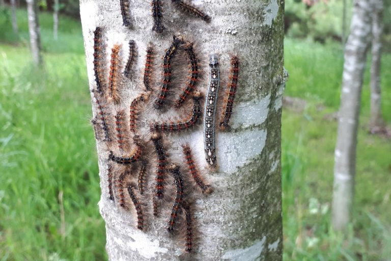 How To Get Rid Of Gypsy Moth and Their Caterpillars Public Health