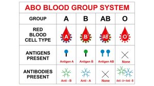 How Your Blood Increases Your Risk Of Developing Some Diseases