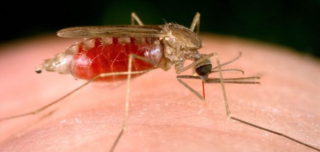 Nigeria Missing As 9 New African Countries Get Millions of Malaria Vaccines