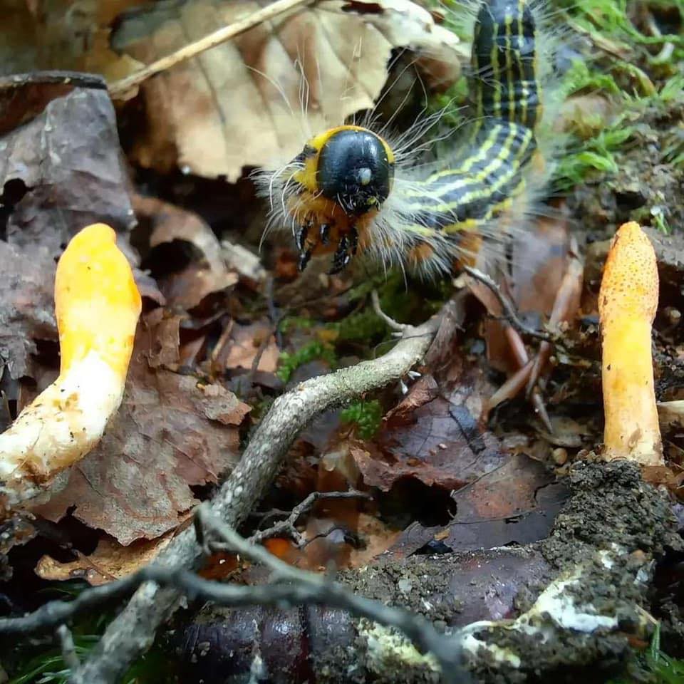 Cordyceps Is a Killer Fungi With Potential Health Benefits
