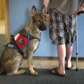 Service Dogs Help Veterans With PTSD Lead Better Lives